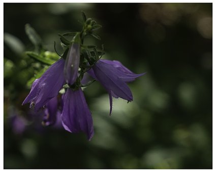 Bell Blume, Lila, Glockenturm, Bokeh