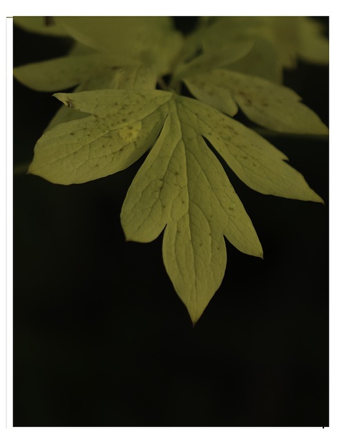 Tränendes Herz, Blatt, Wildblumen