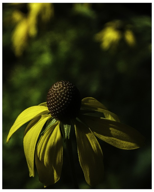 Grauer Kopf, Kegel, Blume