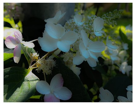 Hortensie, Kleiner Zwinker, Blume, Rosa