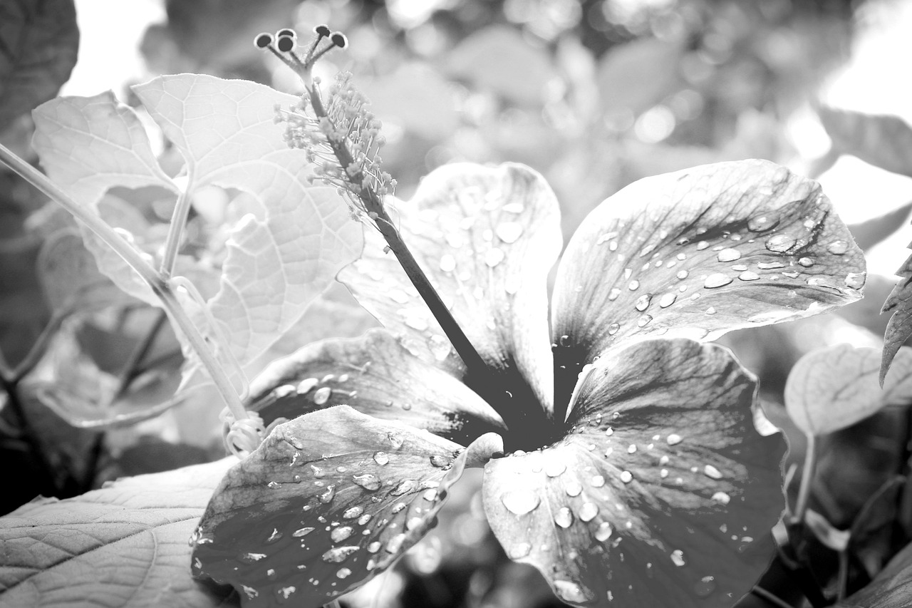 Flower Plants Nature Free photo on Pixabay Pixabay