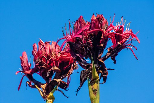 Free Gymea Lily Australian photo and picture
