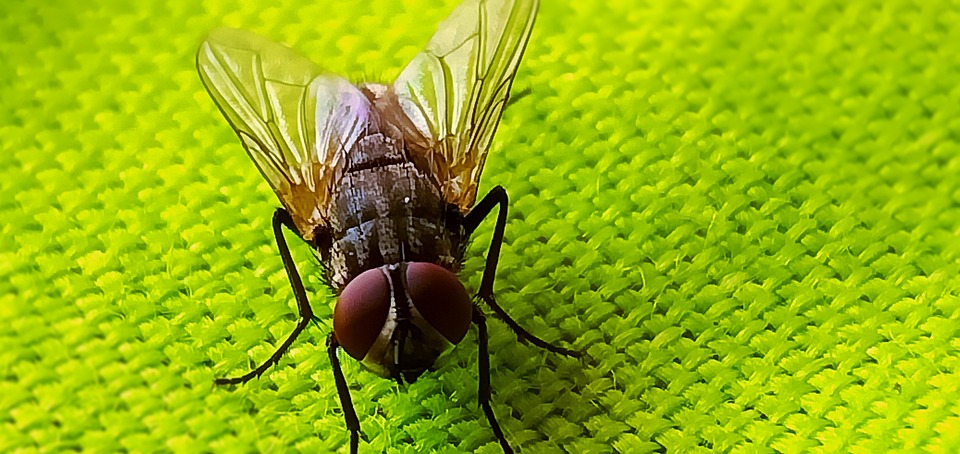Bee Fly - Free photo on Pixabay - Pixabay