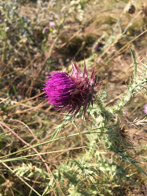 Distel, Blume, Pflanze, Blüte, Blumen
