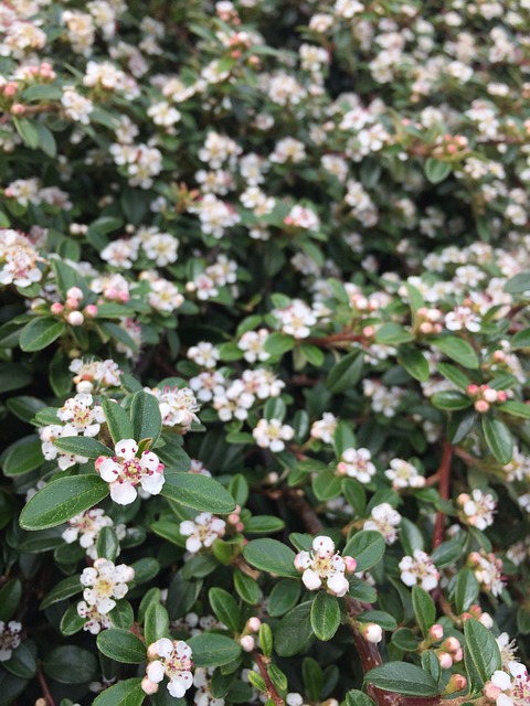 Blumen, Blüte, Sommer, Weiß, Grün, Feder