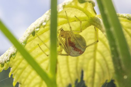 Araña, Bajo, Hoja, Vino, Uva, Insecto