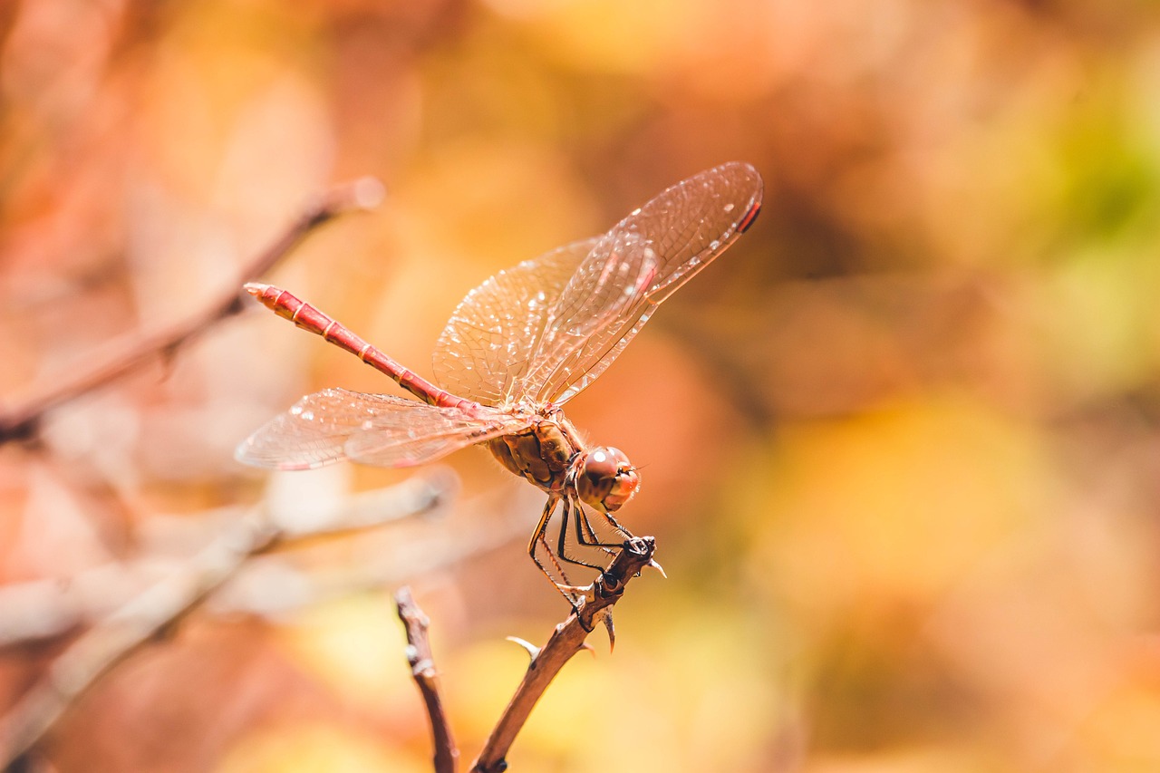 Red Dragonfly Insect - Free photo on Pixabay