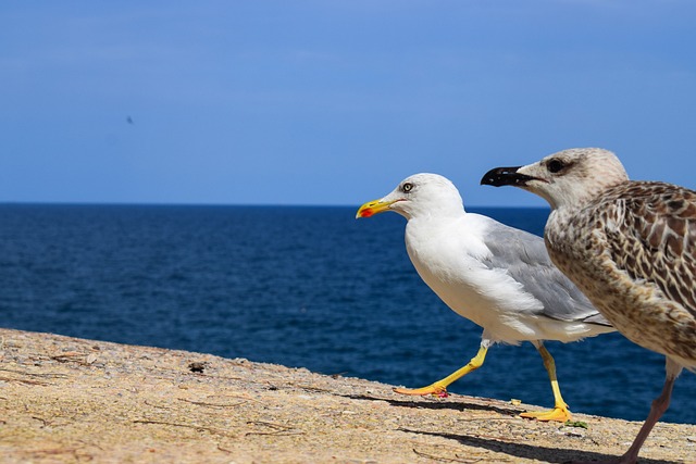 Free Birds Sea photo and picture