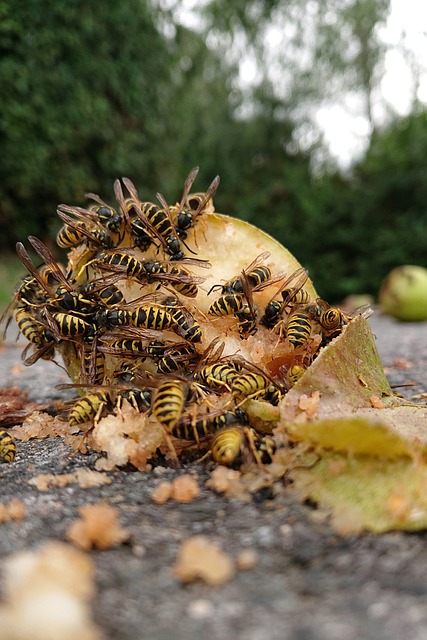 Free Wasps Windfall photo and picture