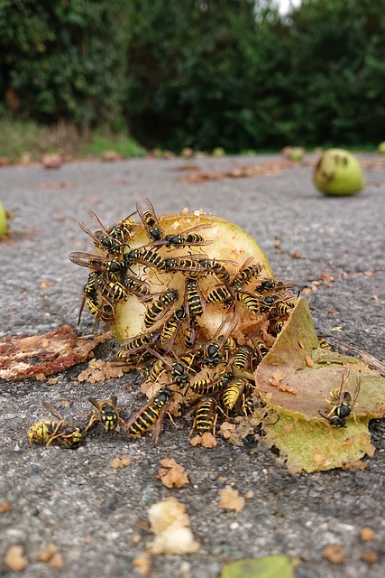Free Wasps Windfall photo and picture