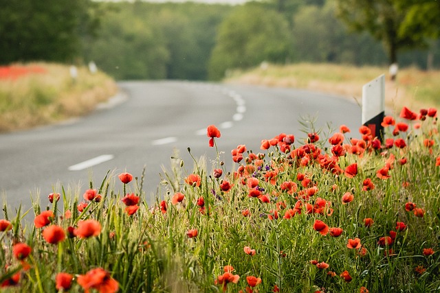 Free Flowers Beautiful Flowers photo and picture