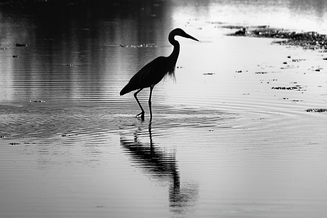 Garza Blanca, Garza, Pájaro, Atardecer