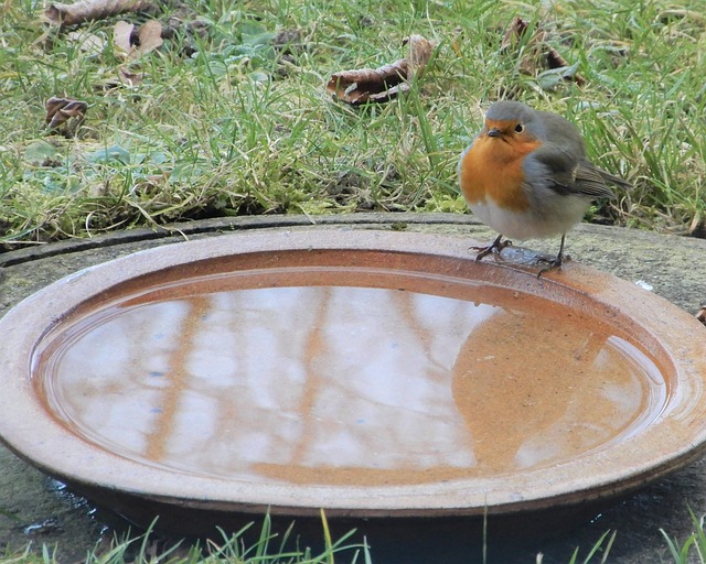 Free Robin Bird Bath photo and picture
