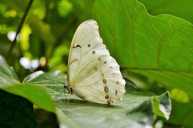 Free Butterfly Insect photo and picture