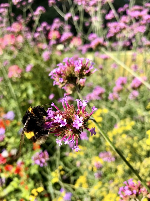Free Flowers Verbena photo and picture