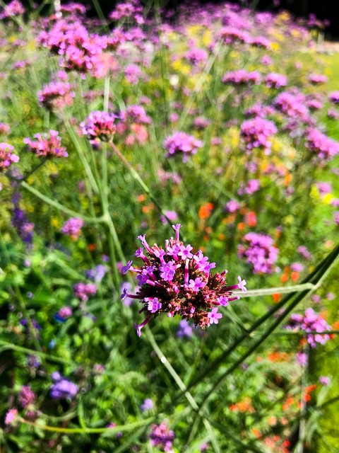 Free Flowers Verbena photo and picture