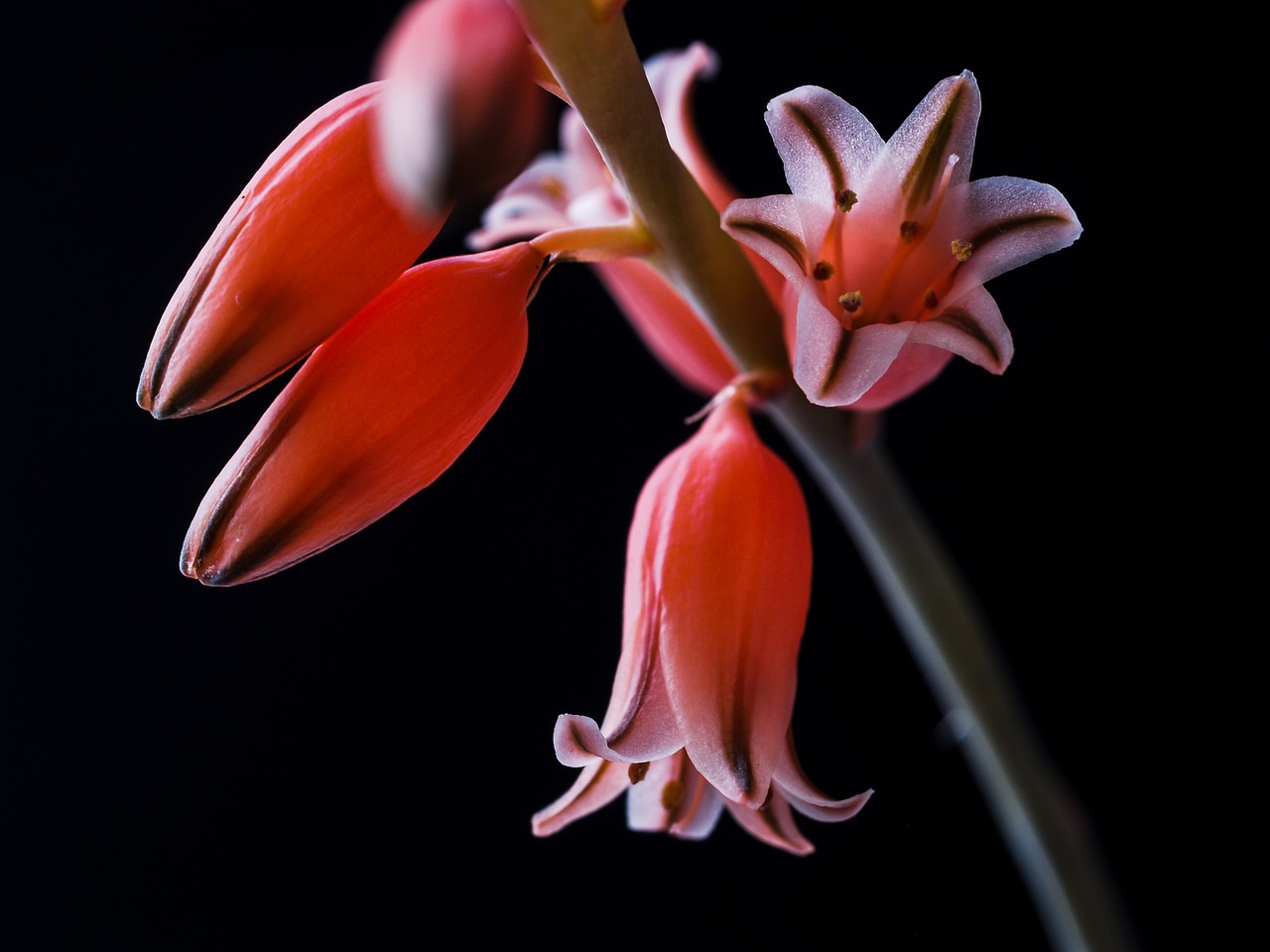 Aloe Blume Kelch - Kostenloses Foto auf Pixabay