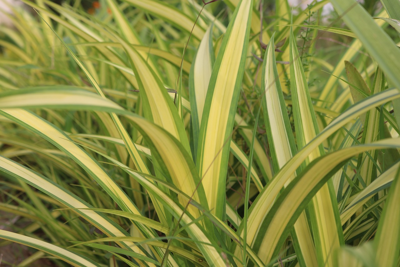 Pandanus Veitchii Leaf Free photo on Pixabay Pixabay