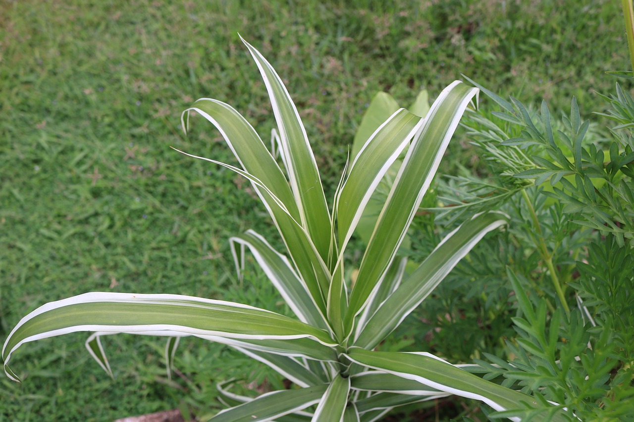 Pandanus Veitchii Busch Pflanze Kostenloses Foto auf Pixabay Pixabay