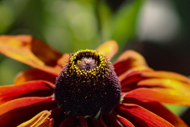 Free Flower Coneflower photo and picture