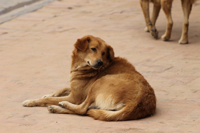 野良犬 street-dog-5517923_640.jpg
