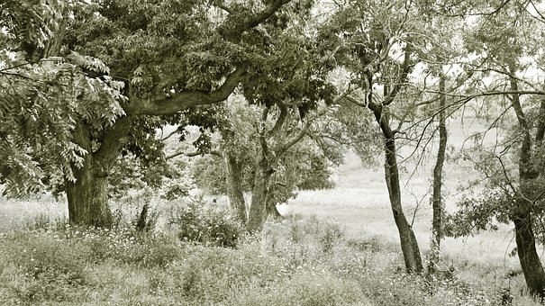 Shenandoah-Tal, Virginia, Bäume, Ruhig
