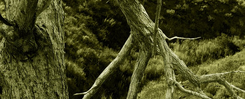 Shenandoah-Tal, Knotig, Baum, Holz