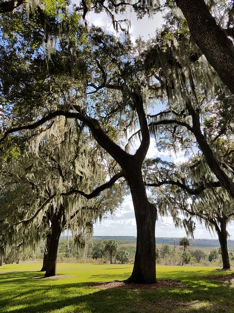 Free Tree Oak photo and picture