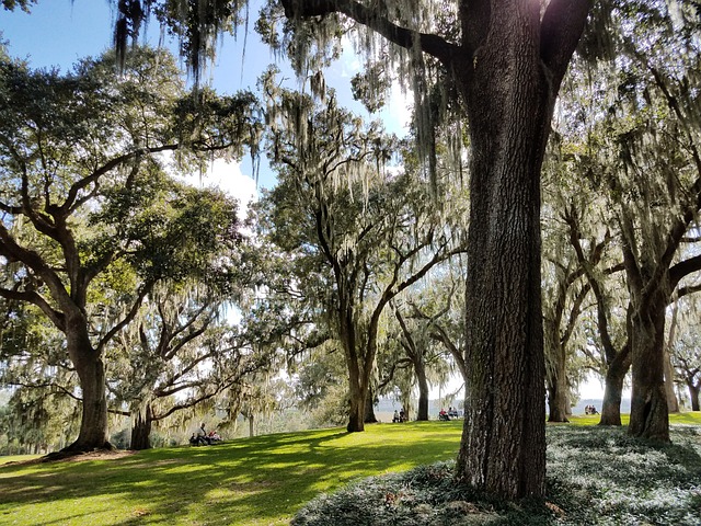 Free Trees Forest photo and picture