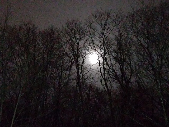 Free Moon Trees photo and picture