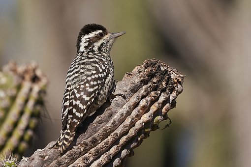Free Bird Woodpecker photo and picture