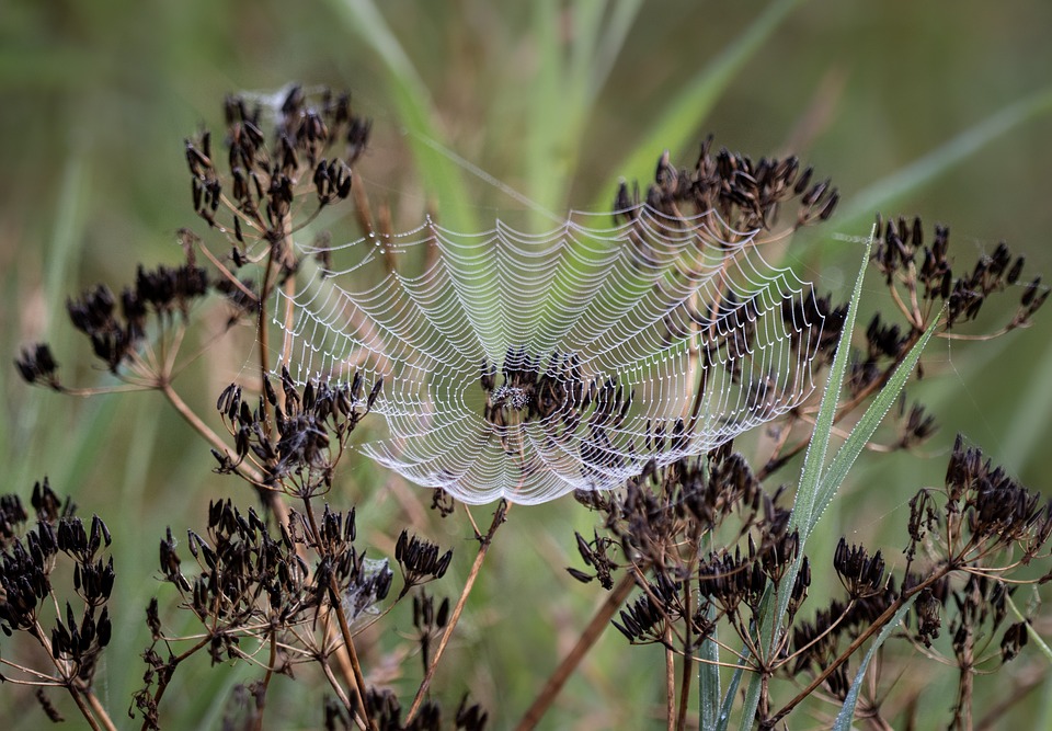 How Long Do Spiders Live?