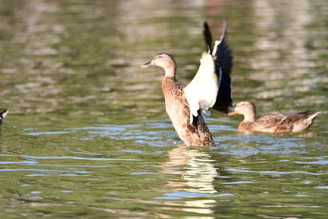 Free Duck Water photo and picture