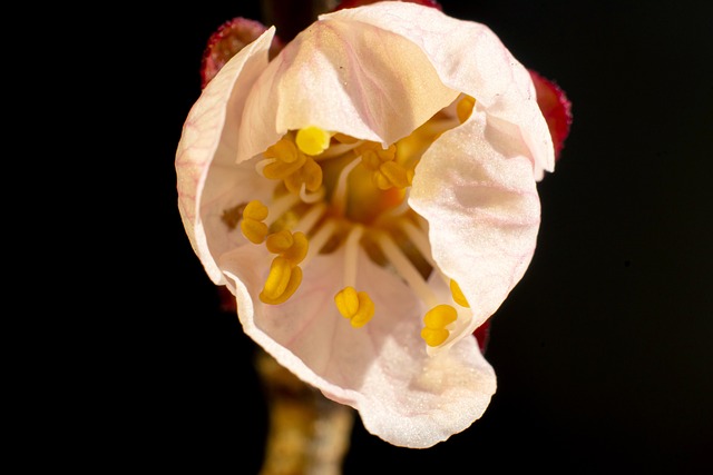 Free Flower Nature photo and picture
