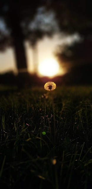 Free Sunset Nature photo and picture