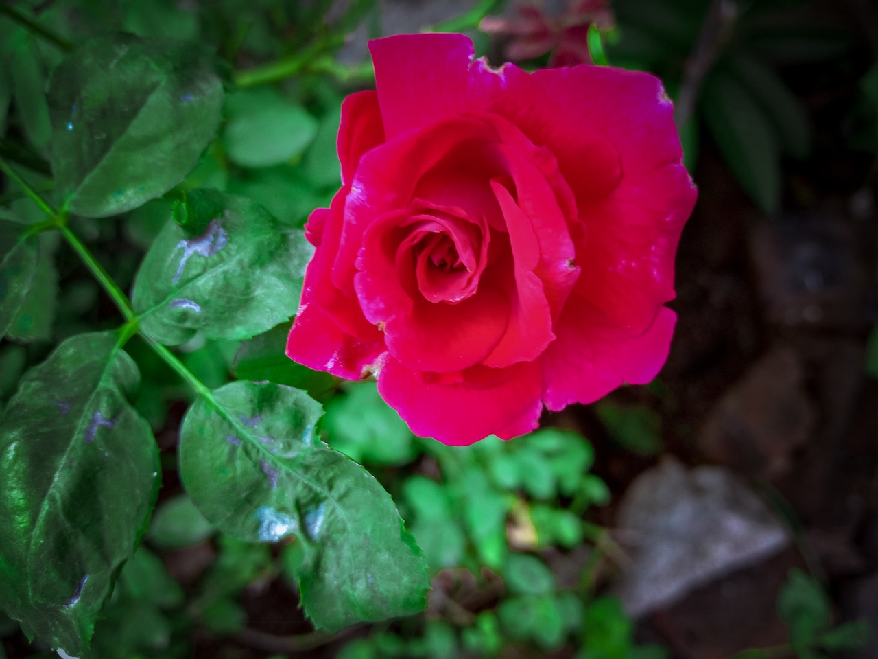 Rosa Natureza Lightroom Foto Gratuita No Pixabay Pixabay