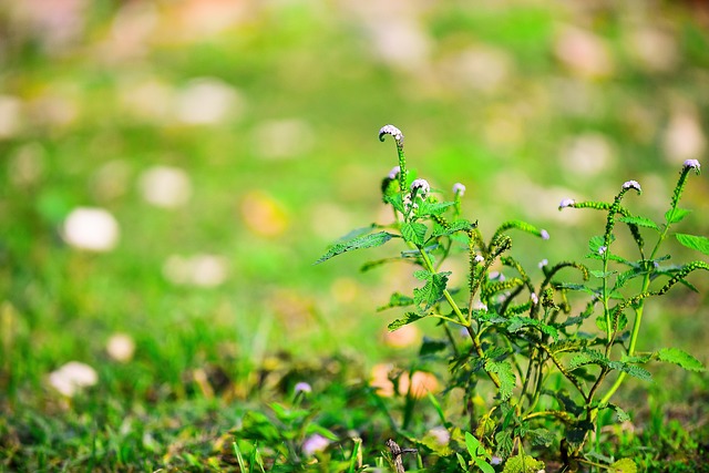 Blumen, Blumentapete, Schöne Blumen