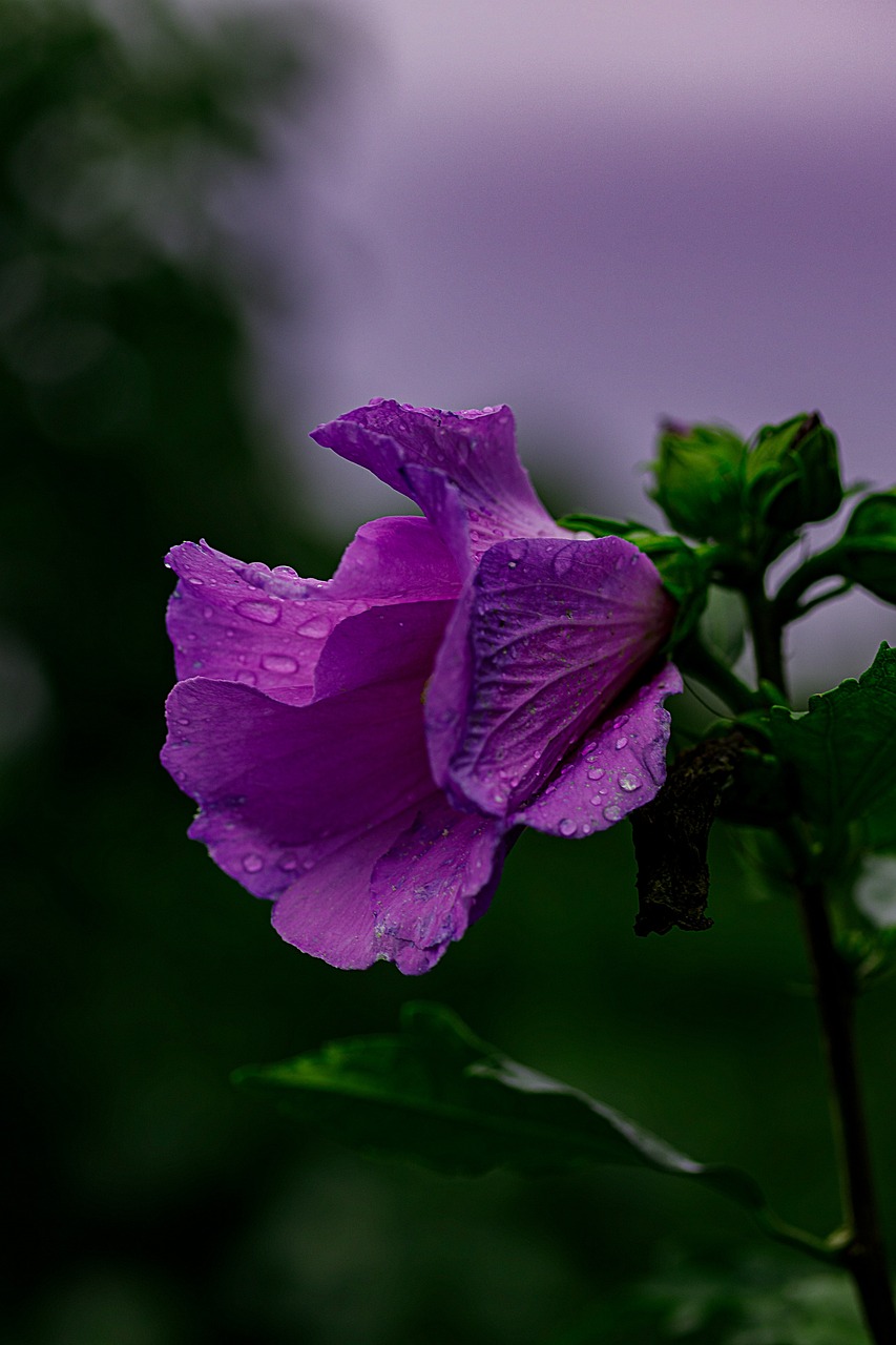 Page 21 - 4,000+ Free Hibiscus & Nature Photos - Pixabay