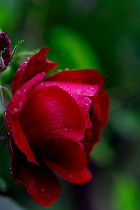 Pétales De Roses Rouges Rose Pétales Rouges Fleur - Photo gratuite sur Pixabay - Pixabay