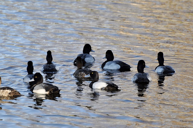 Free Ducks Water photo and picture