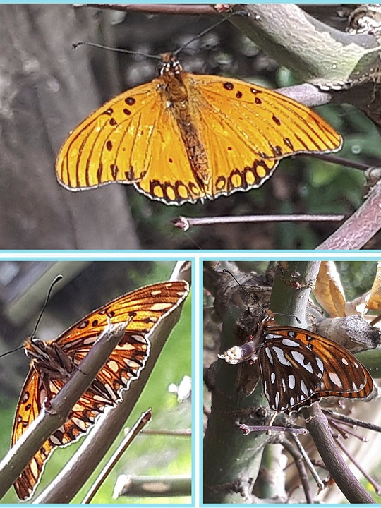 Butterfly Insect Colour - Free photo on Pixabay - Pixabay