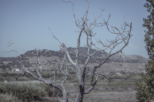 Free Tree Wood photo and picture
