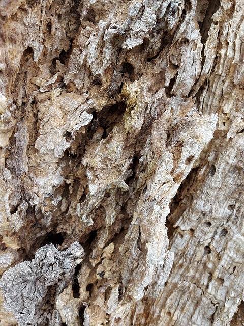Free Bark Tree photo and picture