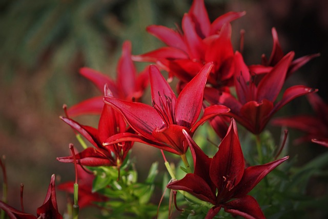 Free Flowers Red Flowers photo and picture