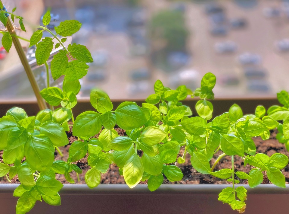 Basil Plant Herbs Free photo on Pixabay Pixabay