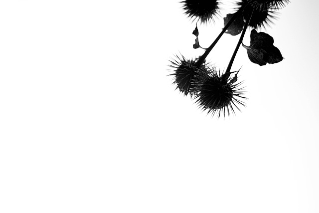 Free Black And White Thistle photo and picture