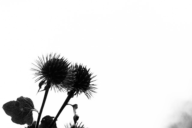 Free Thistle Prickly photo and picture