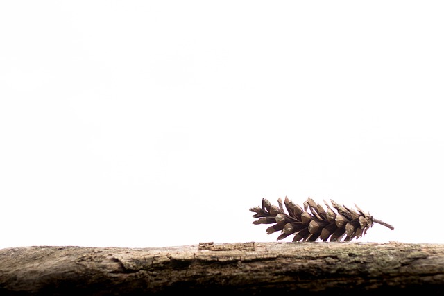 Free Pine Cones Needles photo and picture