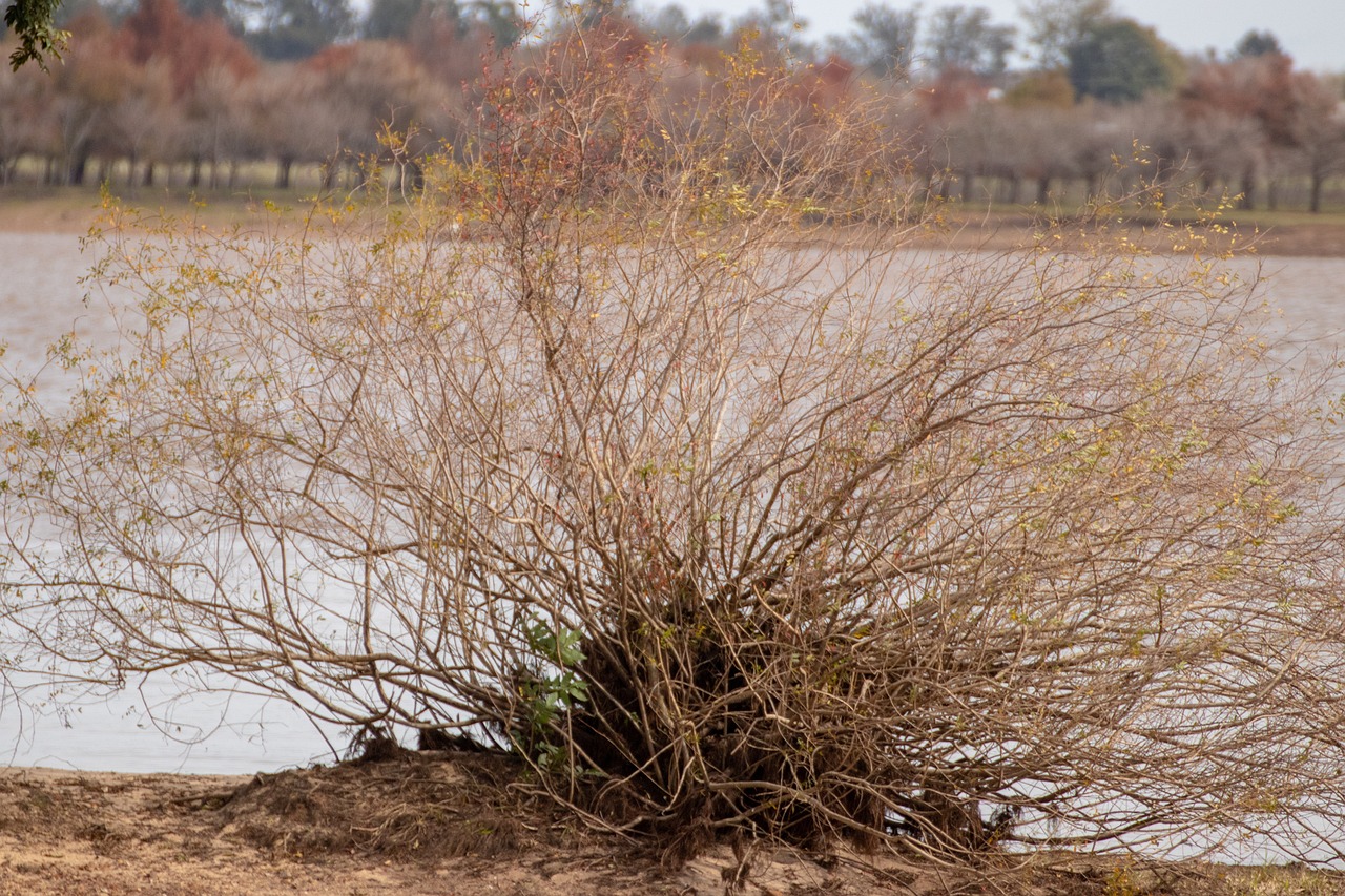 River Branch Nature Free photo on Pixabay Pixabay