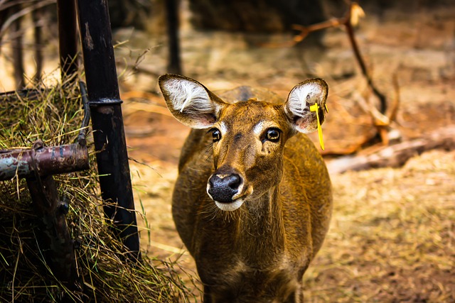 Free Deer Nature photo and picture